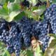 Grape Farming Information in India With Its Process