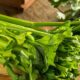 Know all the benefits of celery for reducing blood pressure