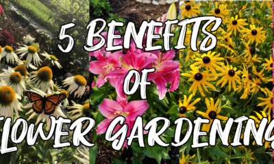 5 Benefits Of Fragrant Flowers In Your Garden