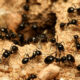Ants Control Burnaby