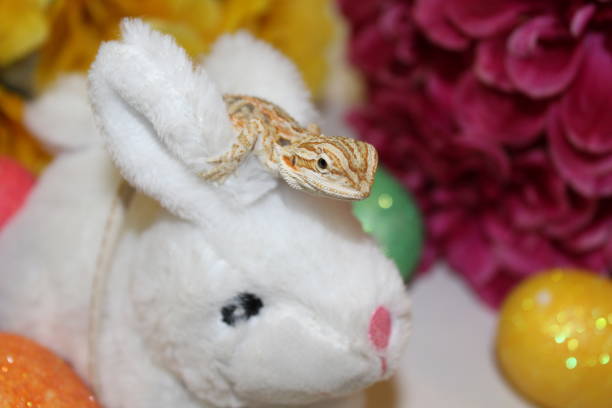 toys for baby bearded dragons 